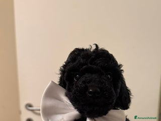 Barboncino cani barboncini - Annuncio 18