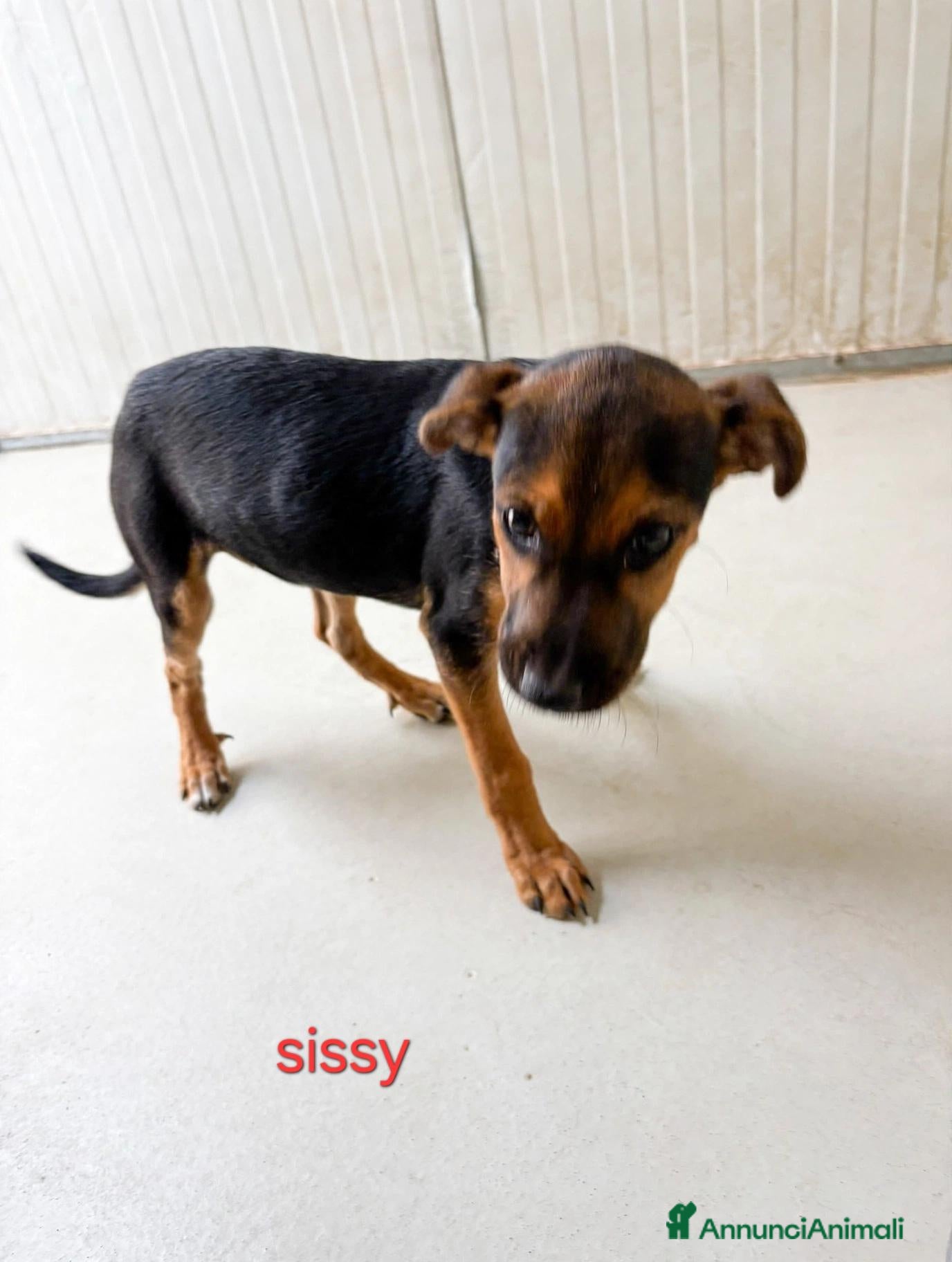 Meticcio cani Cuccioli di taglia media piccola  - Annuncio 35