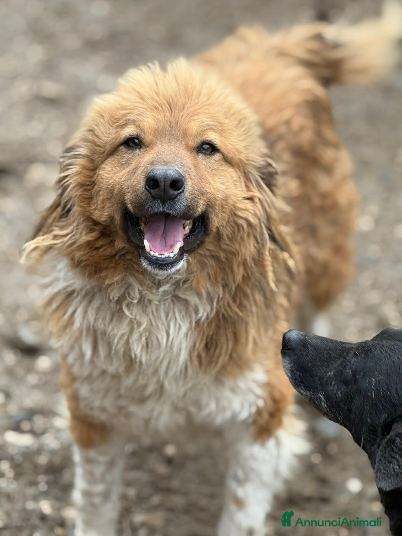 Meticcio cani PASCAL, buffo da morire e tanto dolce!! - Annuncio 35