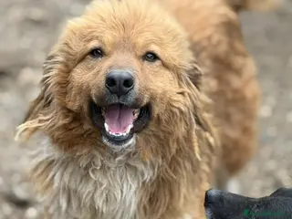 Meticcio cani PASCAL, buffo da morire e tanto dolce!! - Annuncio 35