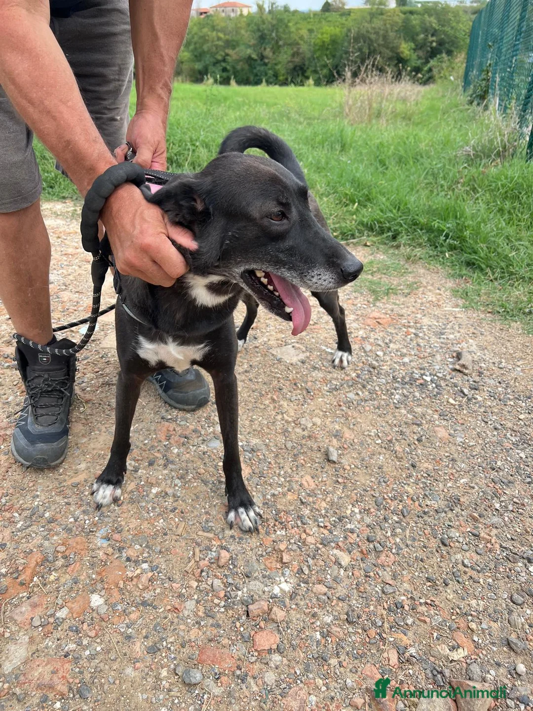 Meticcio cani in regalo: Mela, Meticcia in Canile - Annuncio 8