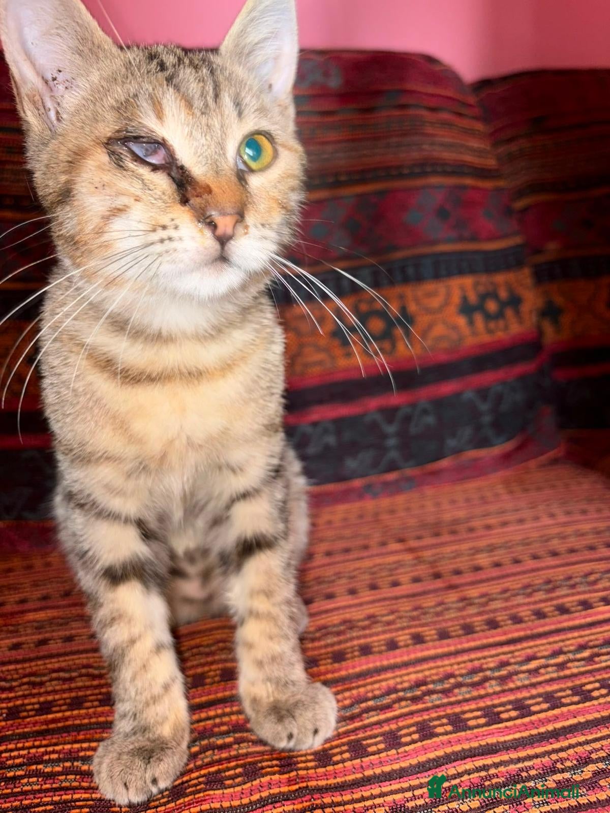 Meticcio gatti in regalo: GATTINA SPECIALIE - Annuncio 2