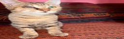 Meticcio gatti in regalo: GATTINA SPECIALIE a Provincia di Lodi - Annuncio 1