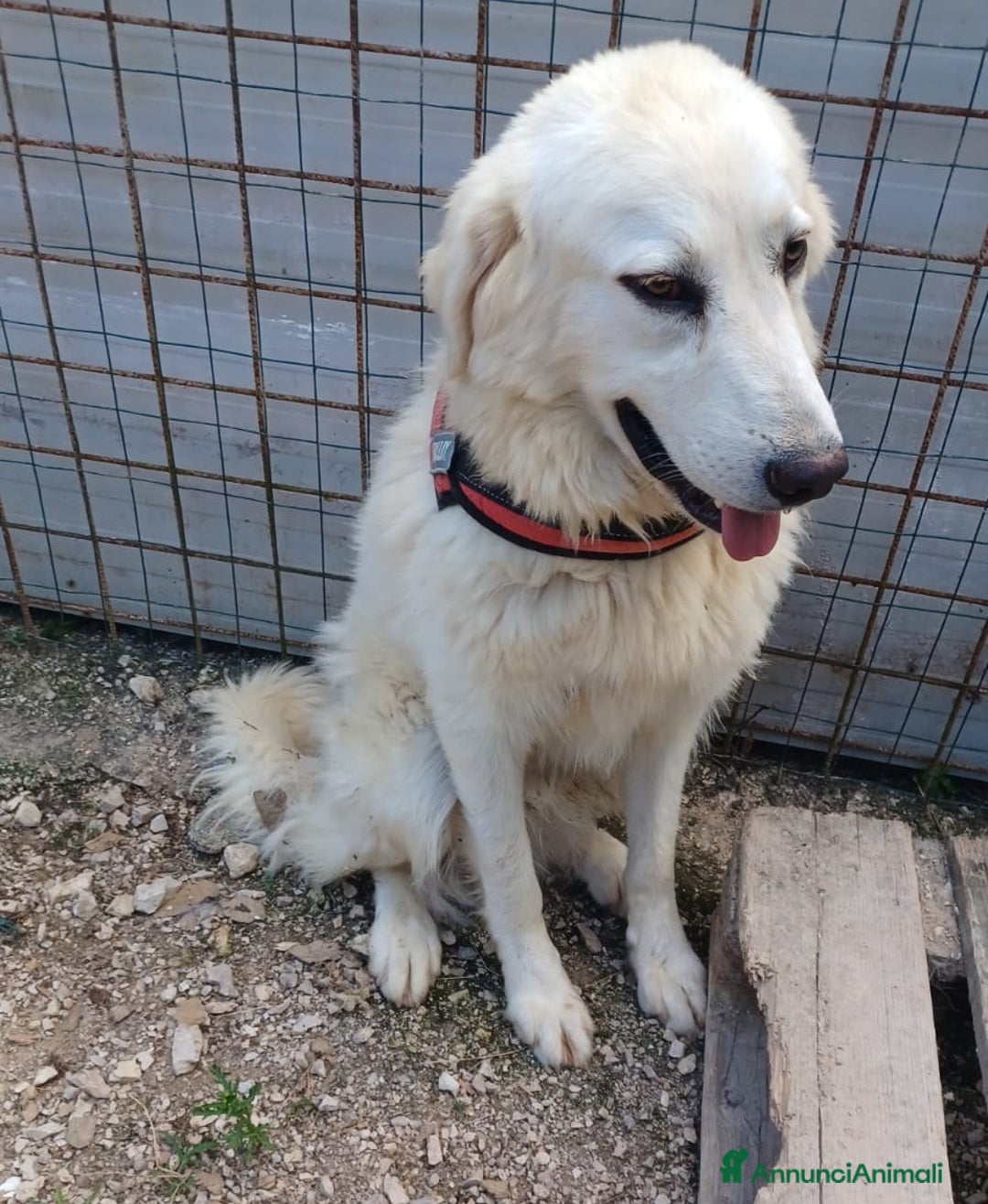 Meticcio cani in regalo: ADOTTA IL TENERO LUCKY - Annuncio 2