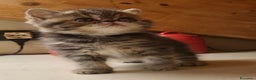 Exotic Shorthair gatti in vendita: Rumba - Annuncio 3