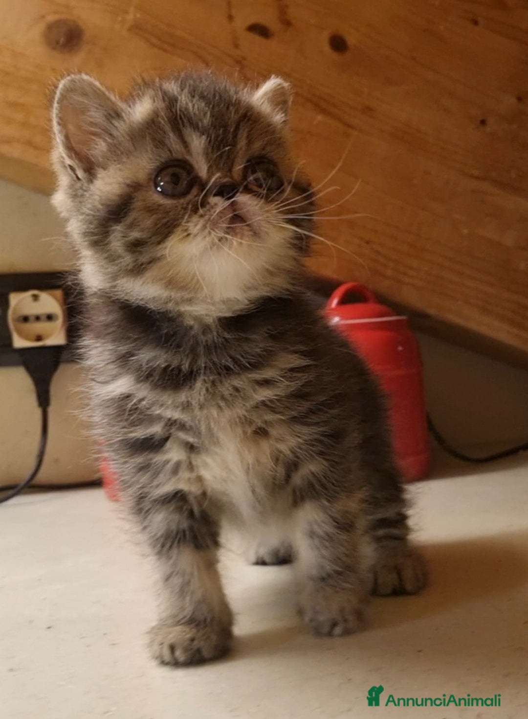 Exotic Shorthair gatti in vendita: Rumba - Annuncio 3