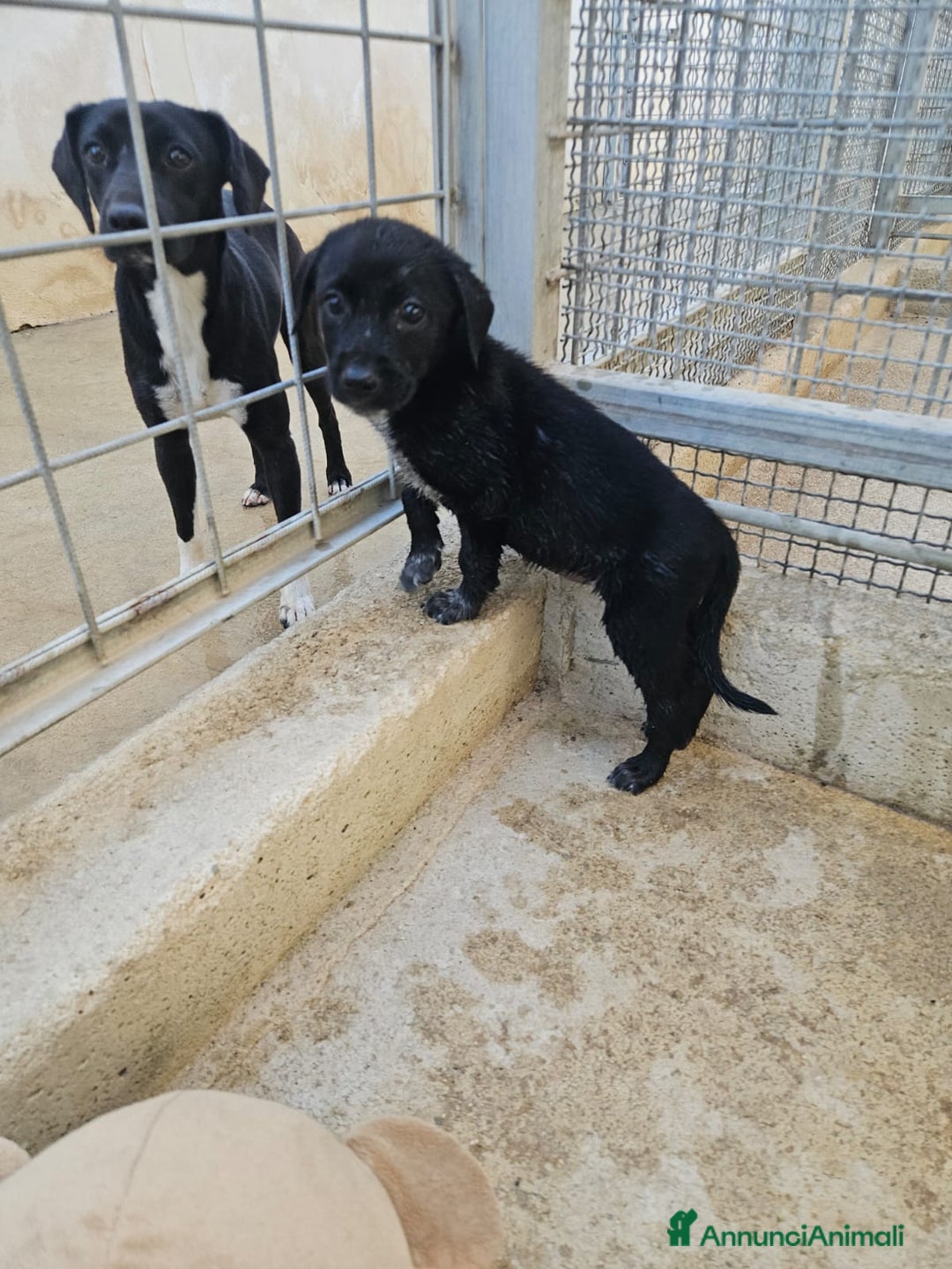 Meticcio cani in regalo: Beatrice: cucciolotta taglia contenuta socievole  a Città Metropolitana di Genova - Immagine 26