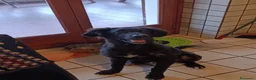 Meticcio cani in regalo: Ifrit cerca urgentemente casa - Annuncio 5