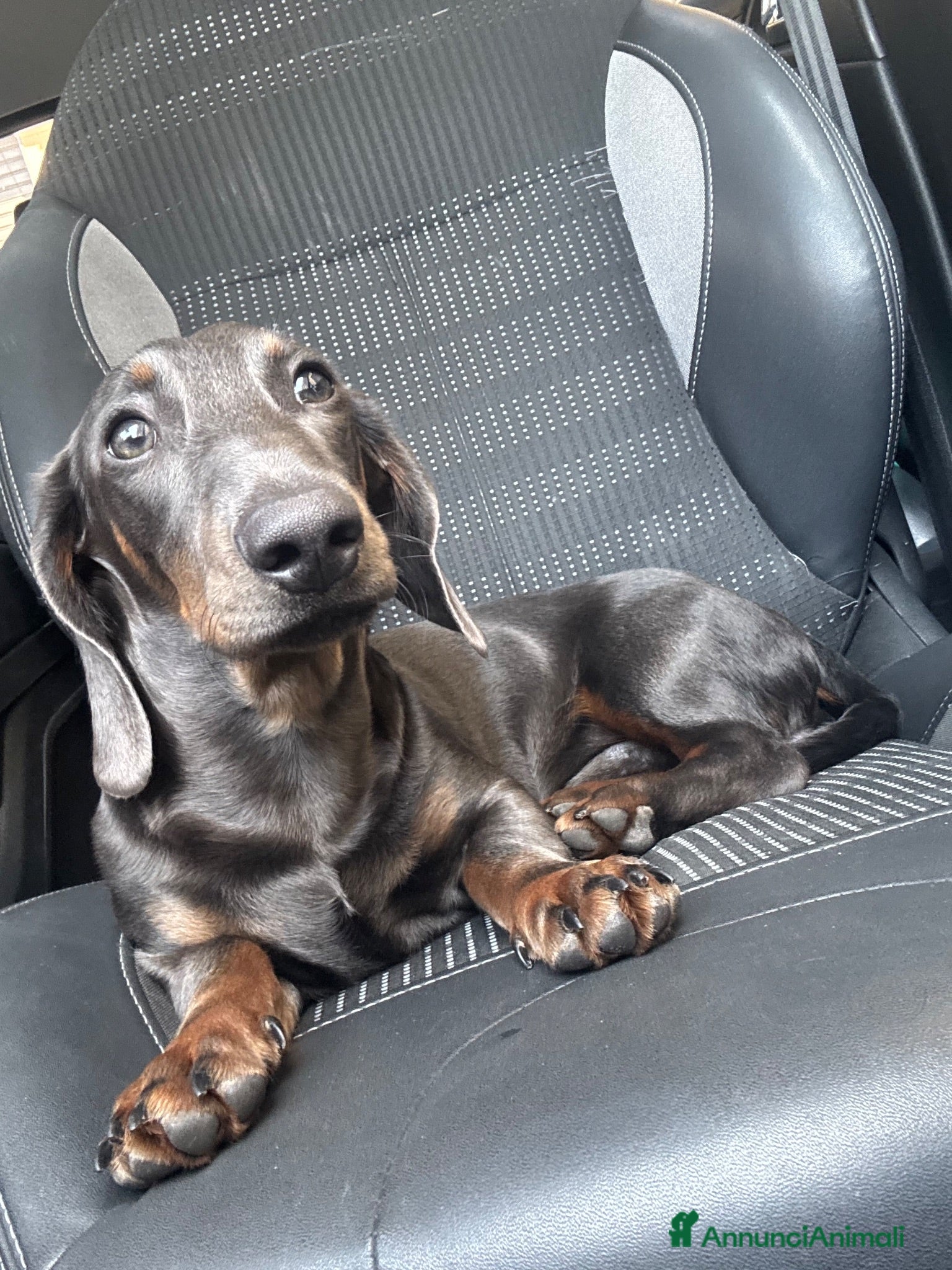 Bassotto cani Bassotto nano maschio per monta - Annuncio 24