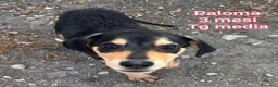 Meticcio cani in regalo: CUCCIOLI IN CERCA DI CASA a Provincia di Prato - Annuncio 4