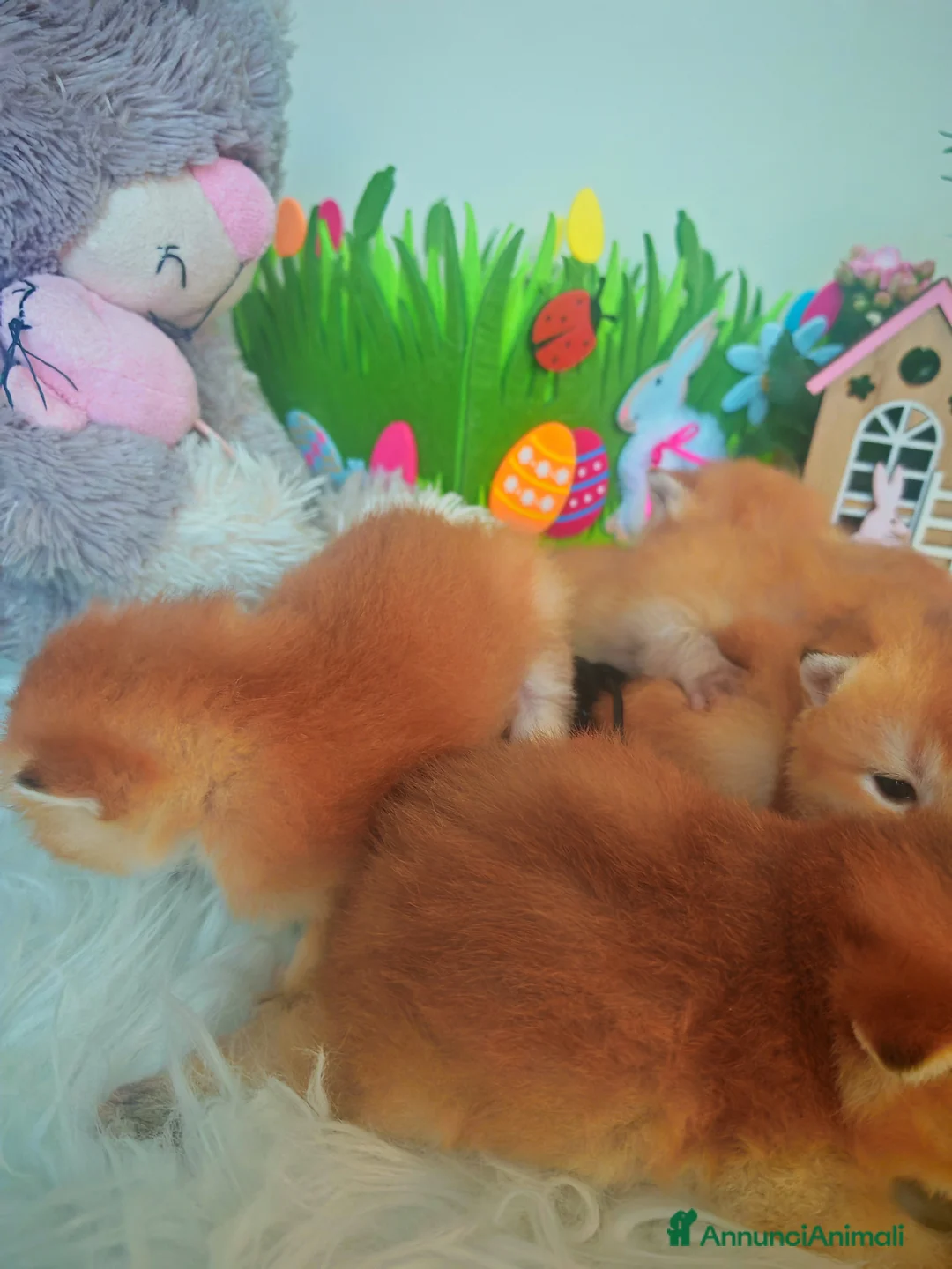 Scottish gatti in vendita: Cuccioli Scottish  - Annuncio 21