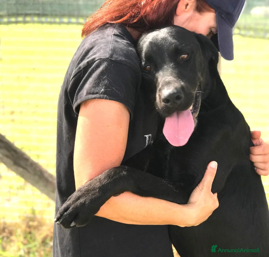 Meticcio cani in regalo:  BLOCK derivato mastino dalle sette bellezze a Provincia di Latina - Annuncio 1