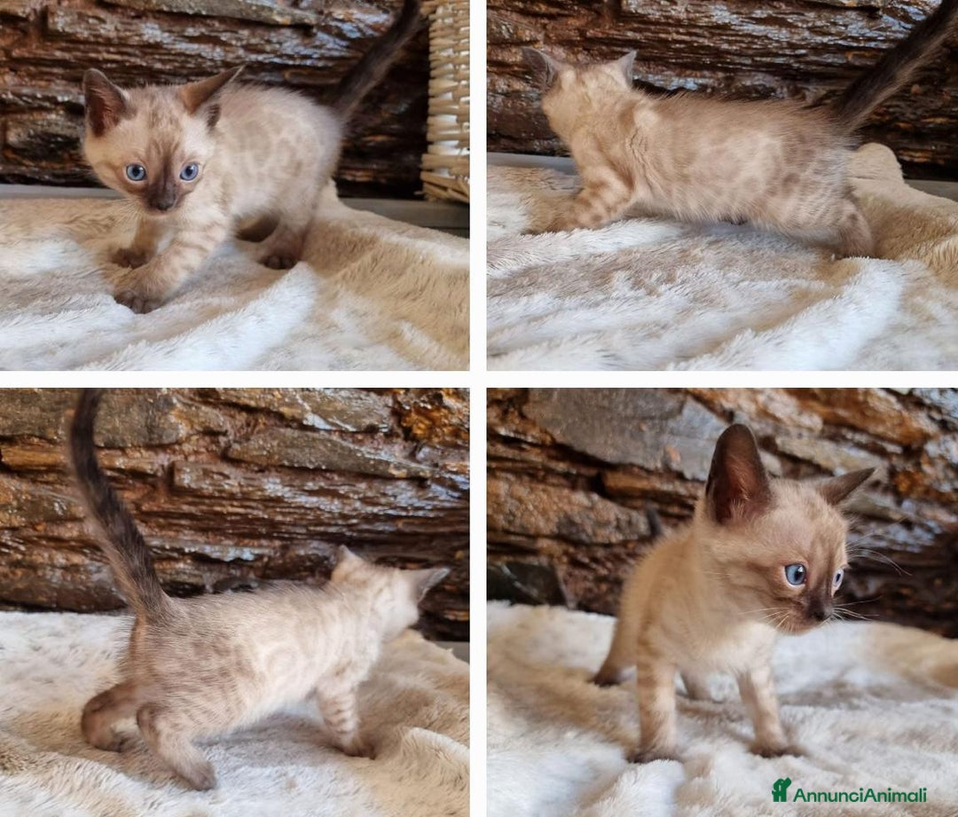 Bengala gatti in vendita: Cuccioli di bengala  - Annuncio 3