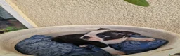 Boston Terrier cani in vendita: Disponibile ultimo cucciolo di Boston terrier  - Annuncio 7