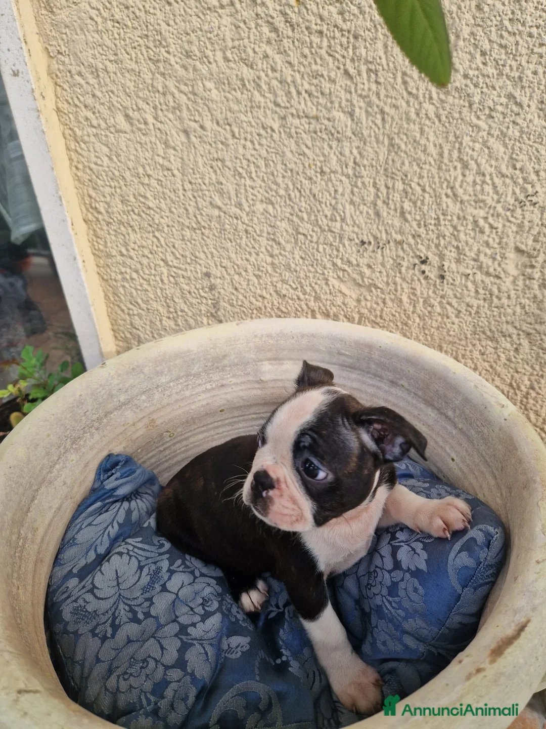 Boston Terrier cani in vendita: Disponibile ultimo cucciolo di Boston terrier  - Annuncio 7
