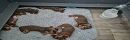 Bassotto cani in vendita: Bassotti Nani  (genetica controllata) - Annuncio 8