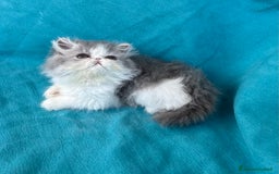 Persiano gatti in vendita: Cucciolo gatto persiano  a Città Metropolitana di Torino - Immagine 6