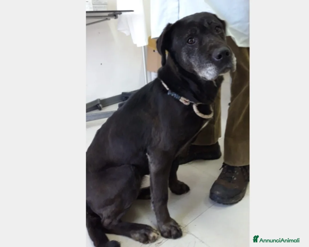 Meticcio cani in regalo: Massimina, dolcissima cerca casa  a Roma - Annuncio 3