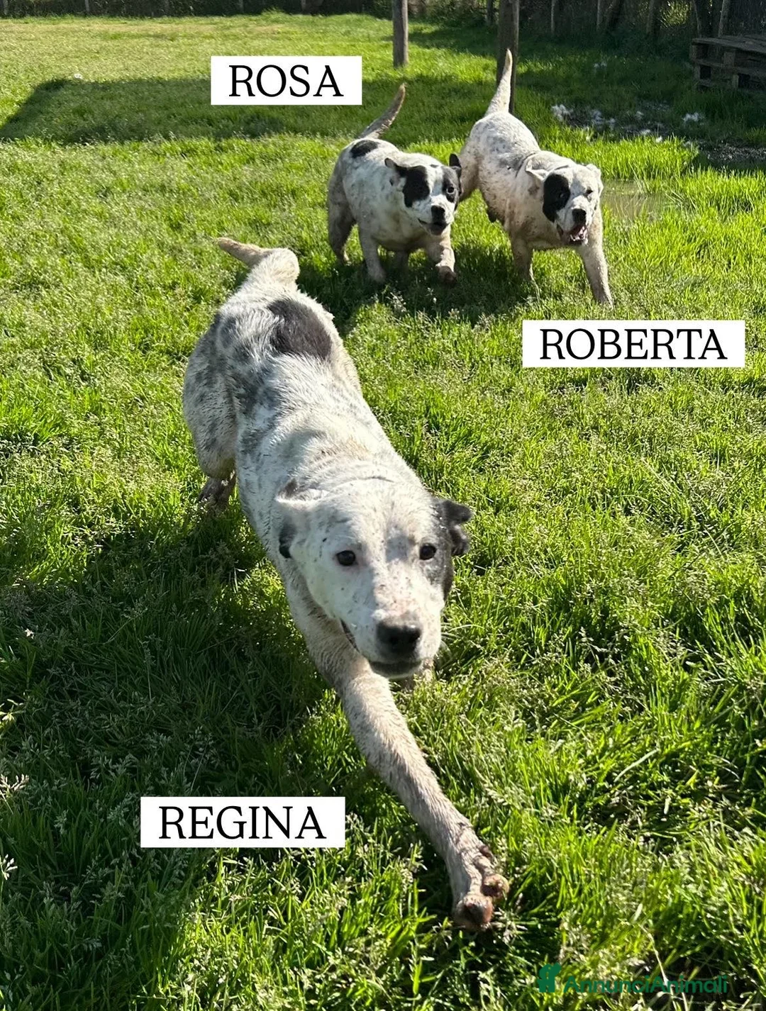 Meticcio cani in regalo: Regina, la 2^ di 3 cucciole bellissime e monelle - Annuncio 10