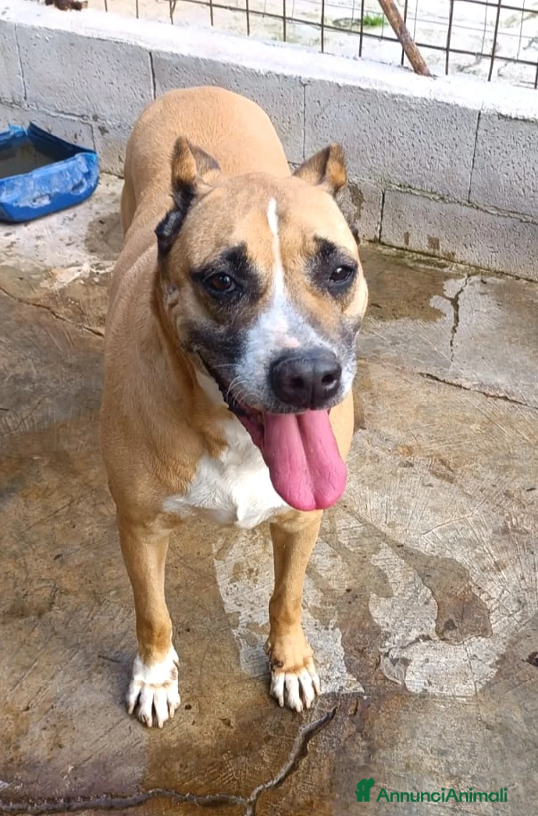 Meticcio cani in regalo: UNA FAMIGLIA PER AKIRA - Annuncio 2