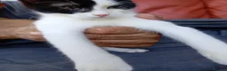Europeo gatti in regalo: cuccioli gatto cercano casa❤️ - Annuncio 5
