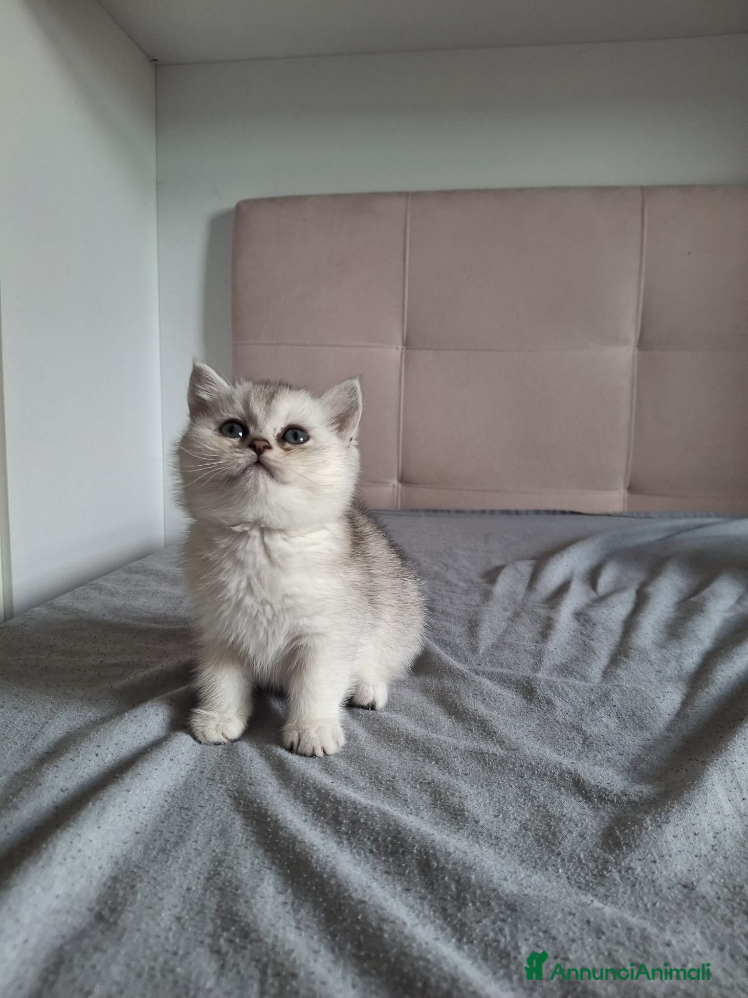 Scottish gatti Gattini Scottish Straight  - Annuncio 14
