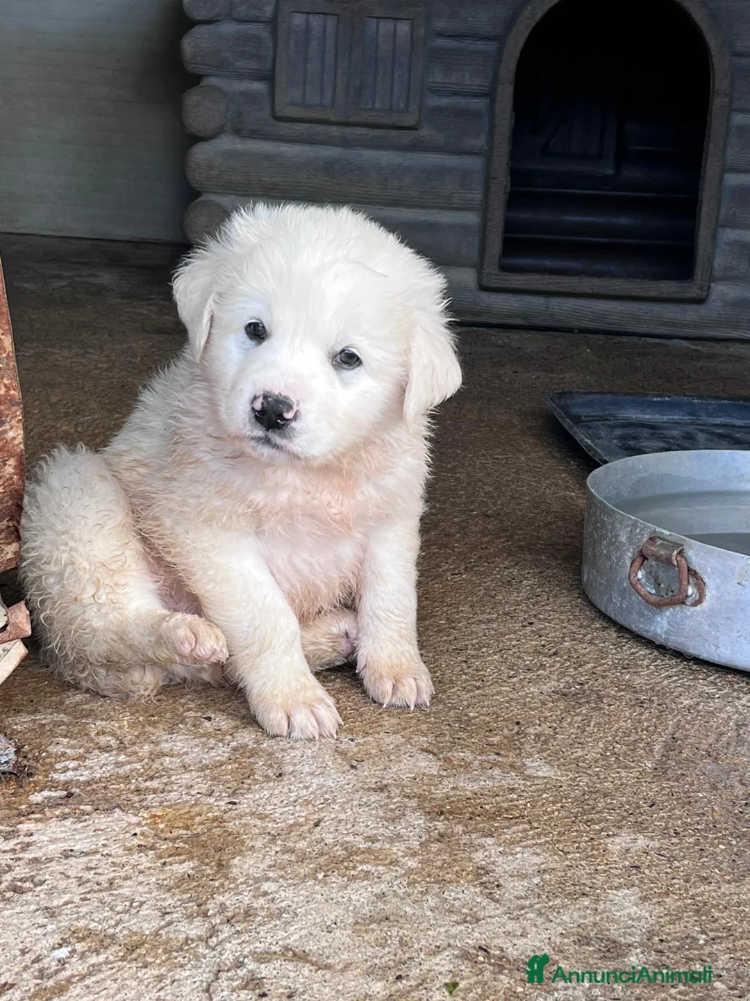 Meticcio cani in regalo: Cuccioli in canile - Annuncio 2