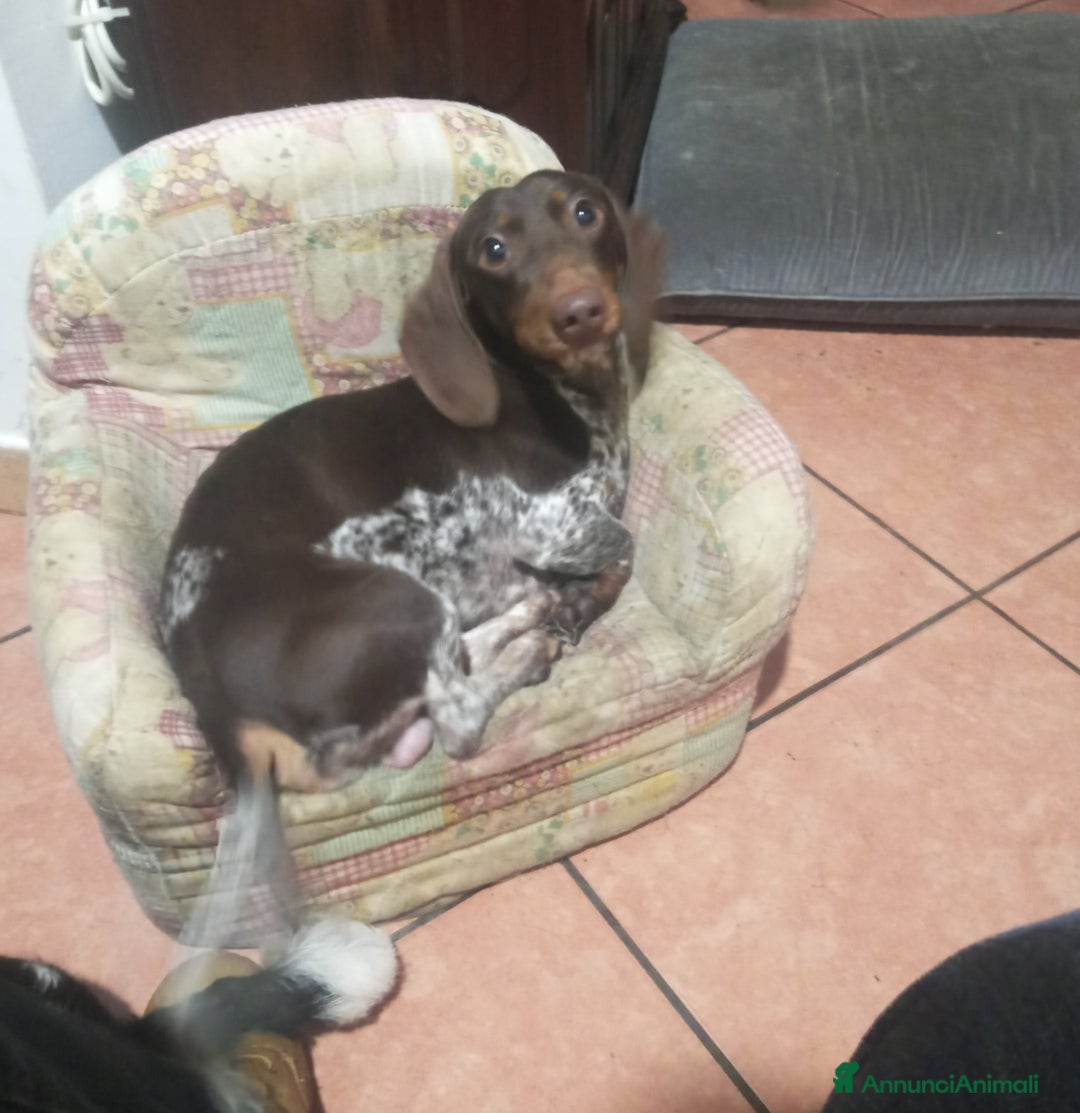 Bassotto cani per accoppiamento: Bassotto piebadl - Annuncio 2