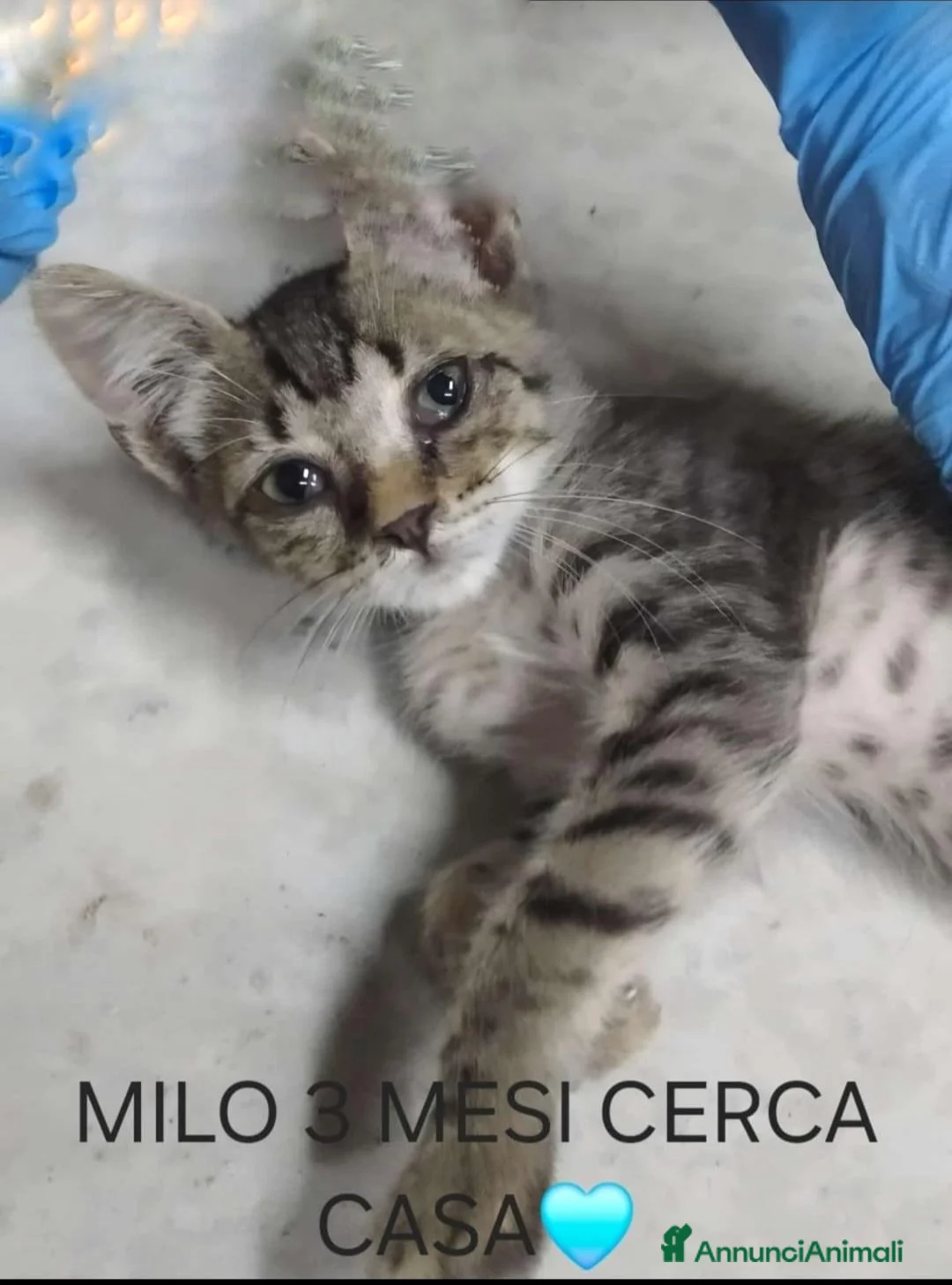 Meticcio gatti in regalo: GATTINI MERAVIGLIOSI  - Annuncio 2