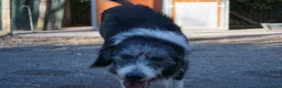 Meticcio cani in regalo: drago  - Annuncio 2