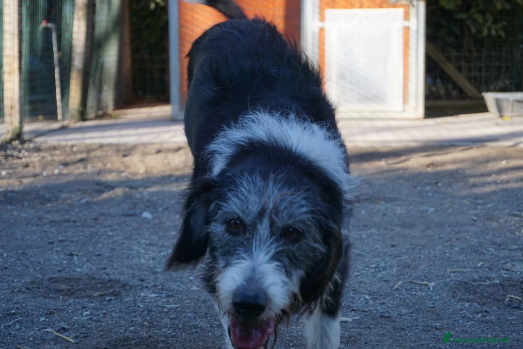 Meticcio cani in regalo: drago  - Annuncio 2