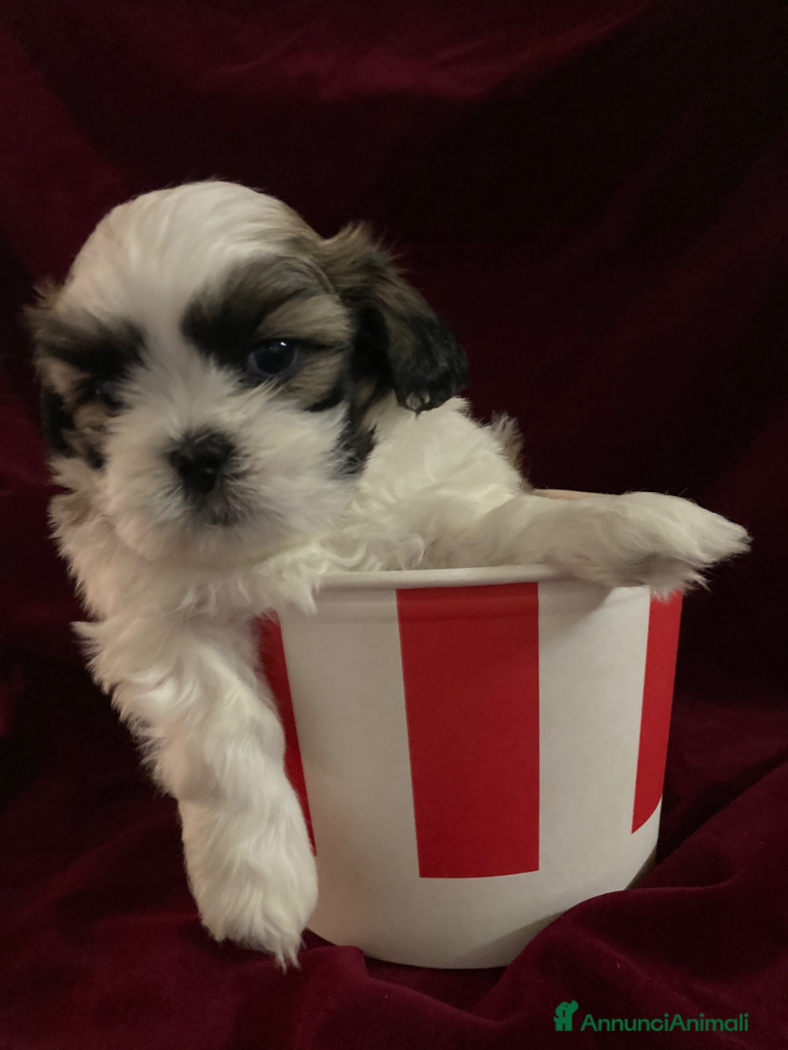 Shih Tzu cani Shih tzu  - Annuncio 1