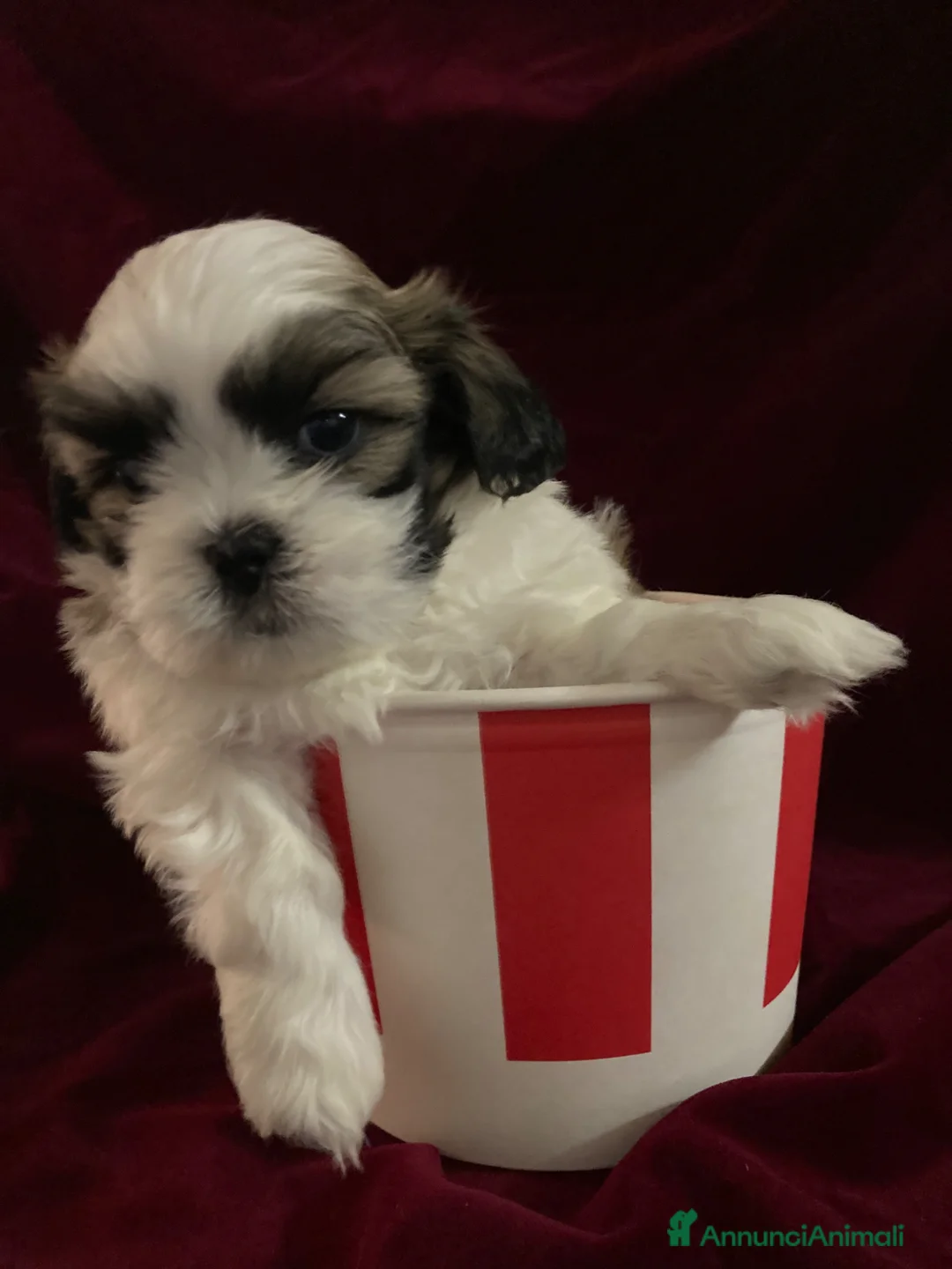 Shih Tzu cani in vendita: Shih tzu  - Annuncio 1