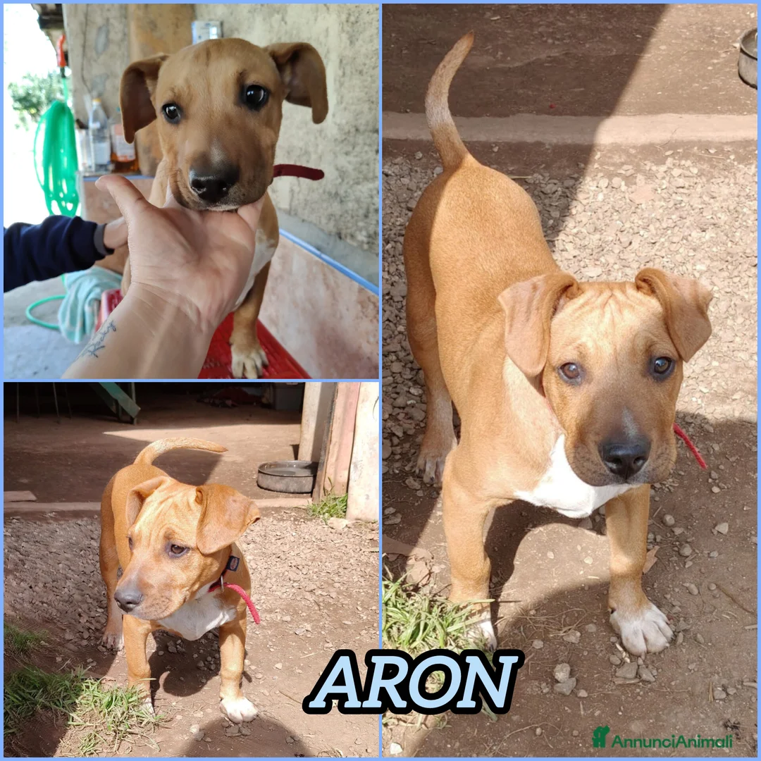 Meticcio cani in regalo: ARON ASPETTA UNA MAMMA - Annuncio 2