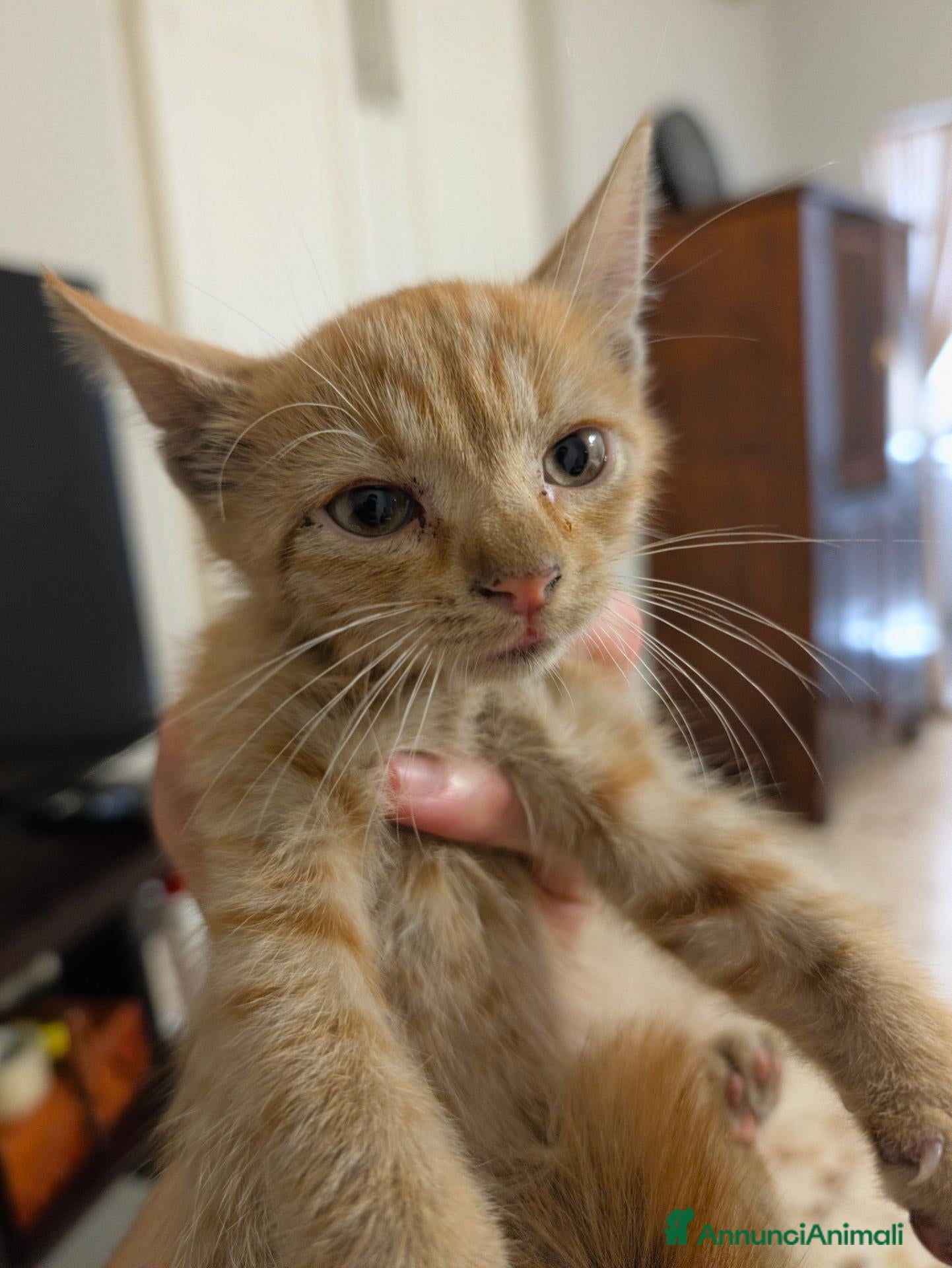 Altre razze gatti Uno stallo per Eren - Annuncio 1