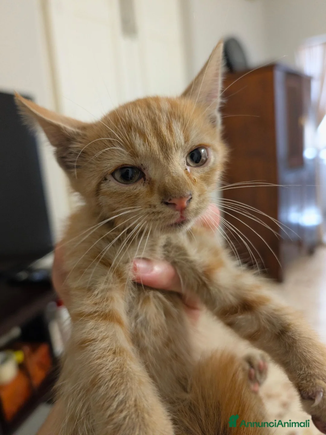 Altre razze gatti in regalo: Uno stallo per Eren - Annuncio 1