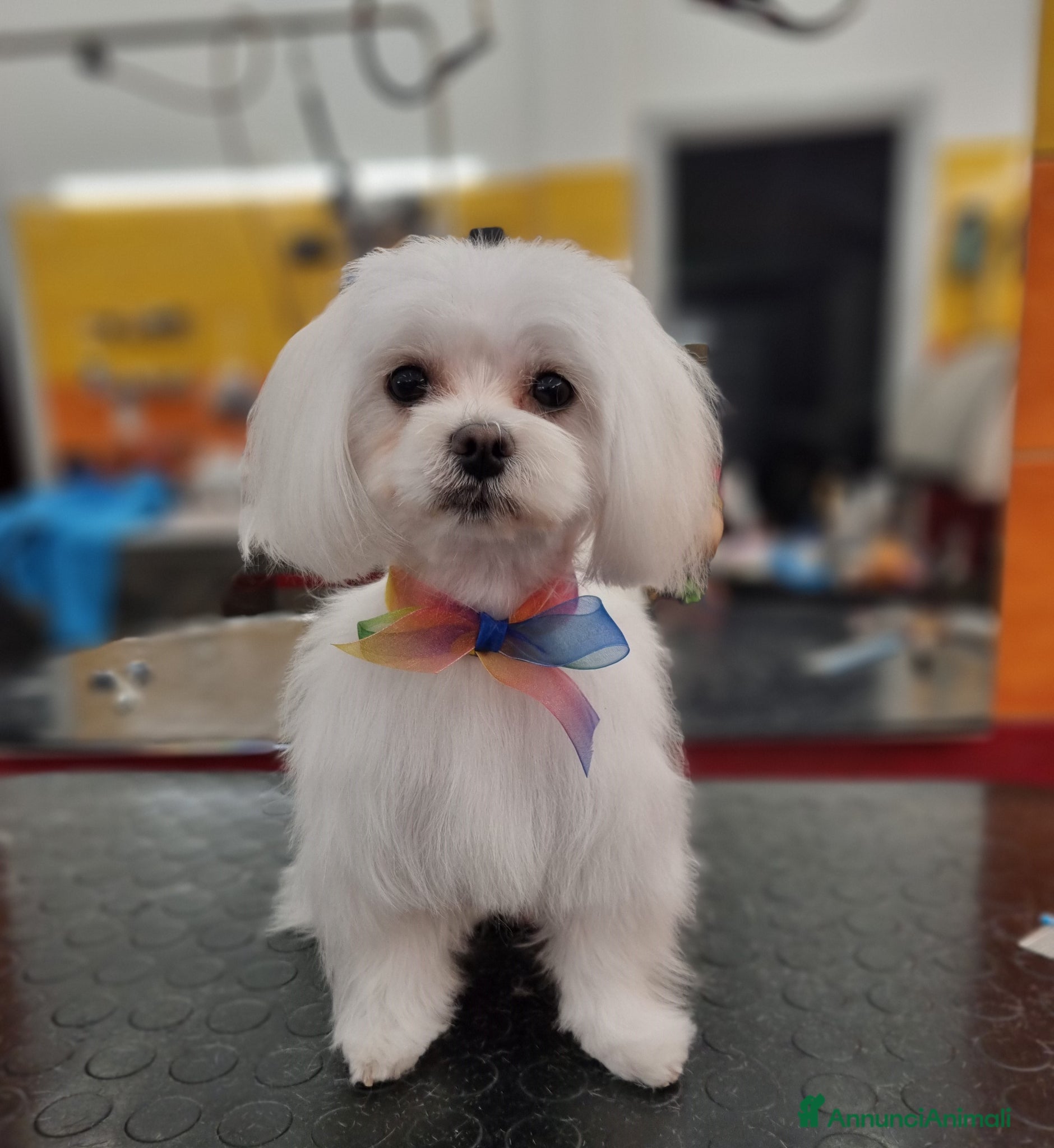 Maltese cani in vendita: CUCCIOLI MALTESI - Annuncio 1