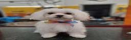 Maltese cani in vendita: CUCCIOLI MALTESI - Annuncio 1
