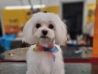 Maltese cani in vendita: CUCCIOLI MALTESI - Annuncio 1