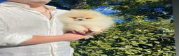 Volpino Pomerania cani in vendita: Spitz tedesco nano toy crema sable selezionato - Annuncio 1