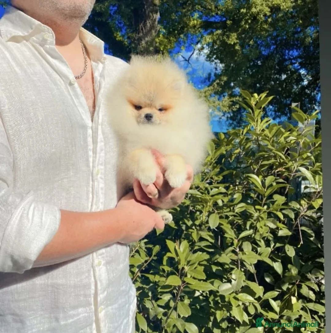 Volpino Pomerania cani in vendita: Spitz tedesco nano toy crema sable selezionato - Annuncio 1