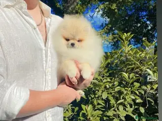 Volpino Pomerania cani Spitz tedesco nano toy crema sable selezionato - Annuncio 5
