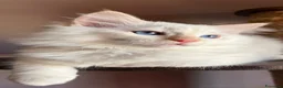 Ragdoll gatti in vendita: Middle Earth Nagga Ragdoll Red Colourpoint  - Annuncio 5
