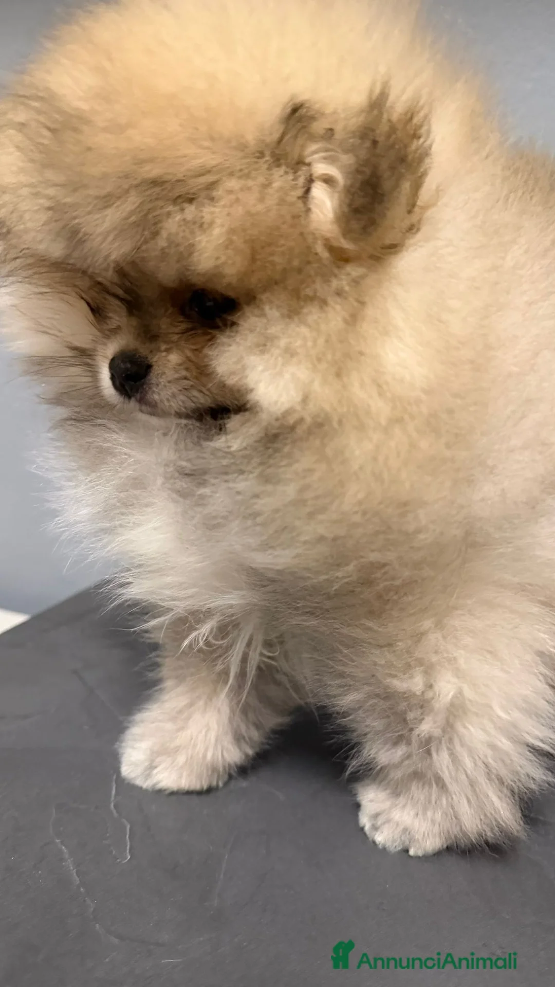 Volpino Pomerania cani in vendita: Spitz di pomerania tedesco nano  a Provincia di Oristano - Annuncio 15