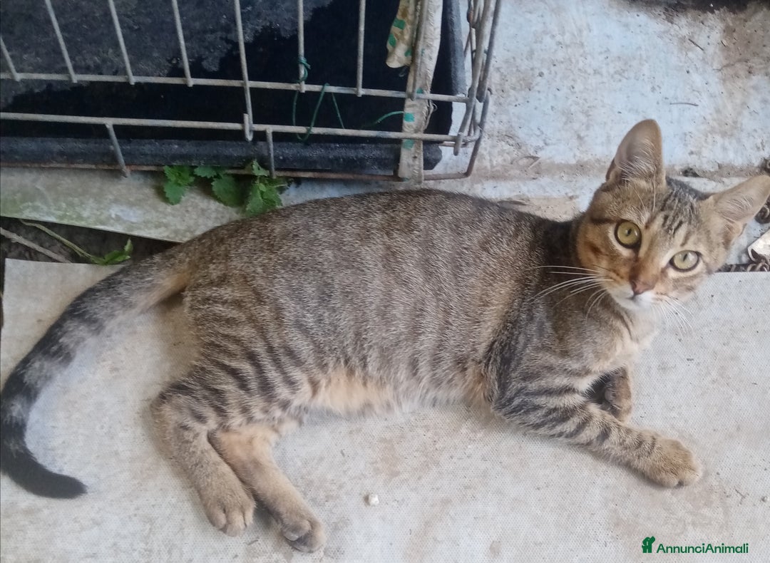 Altre razze gatti in regalo: Bellissimo tigratino a pelo corto - Annuncio 8