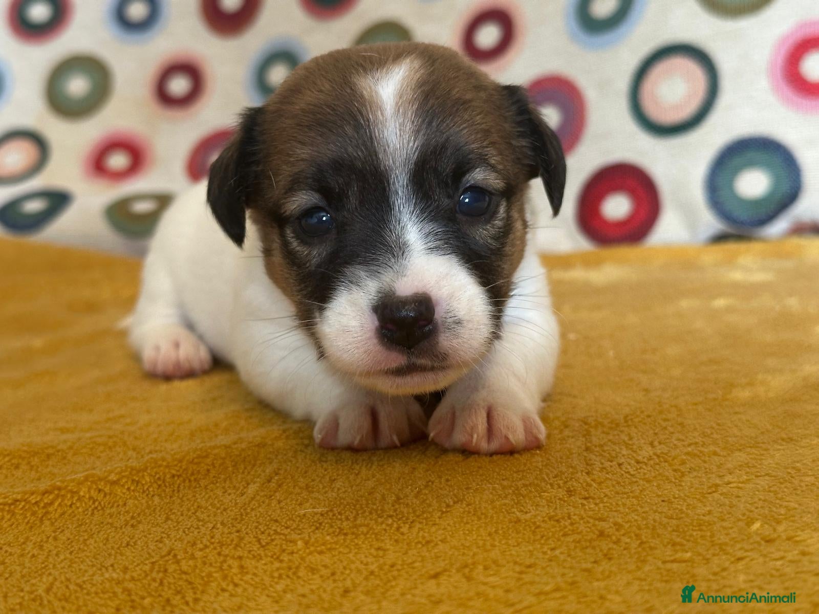Jack Russell cani Cuccioli Jack Russell  Pelo Liscio con Pedigree - Annuncio 14