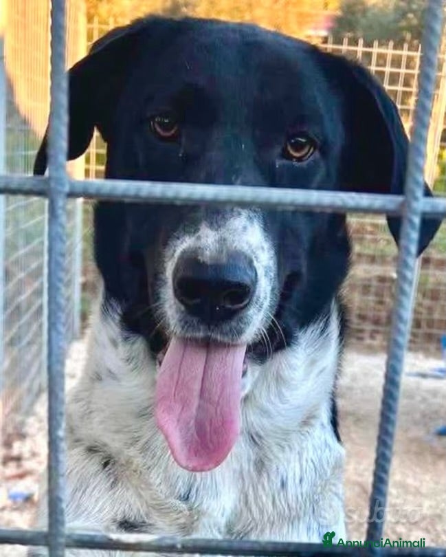 Meticcio cani Luna tg media 7mesi  - Annuncio 13