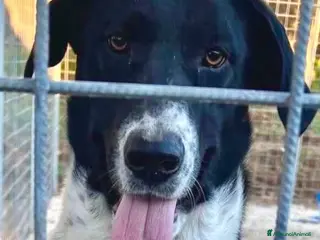 Meticcio cani Luna tg media 7mesi - Annuncio 13