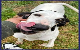 Segugio cani in regalo: MOIRA dolcissima segugia - Immagine 2