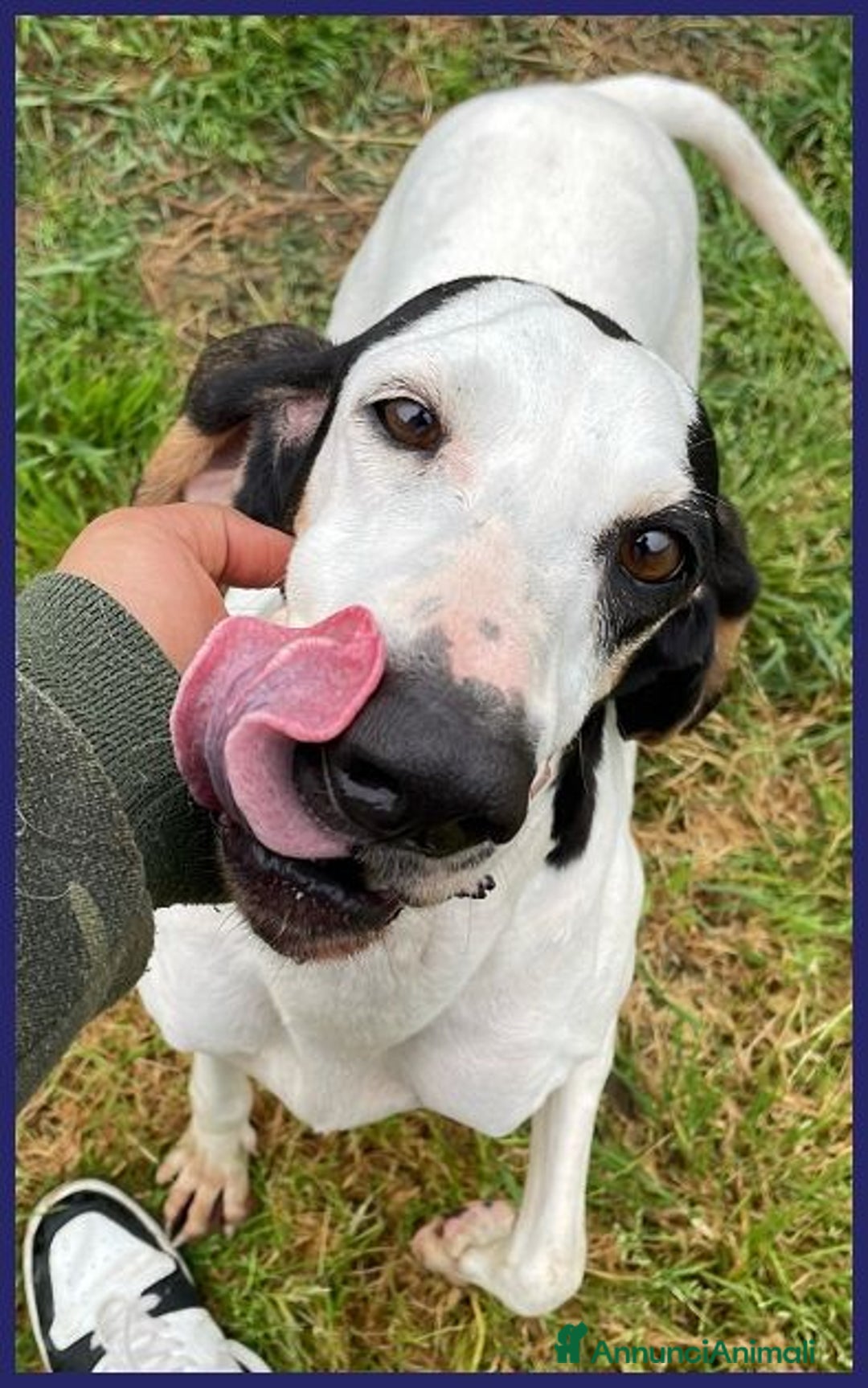 Segugio cani in regalo: MOIRA dolcissima segugia - Immagine 2